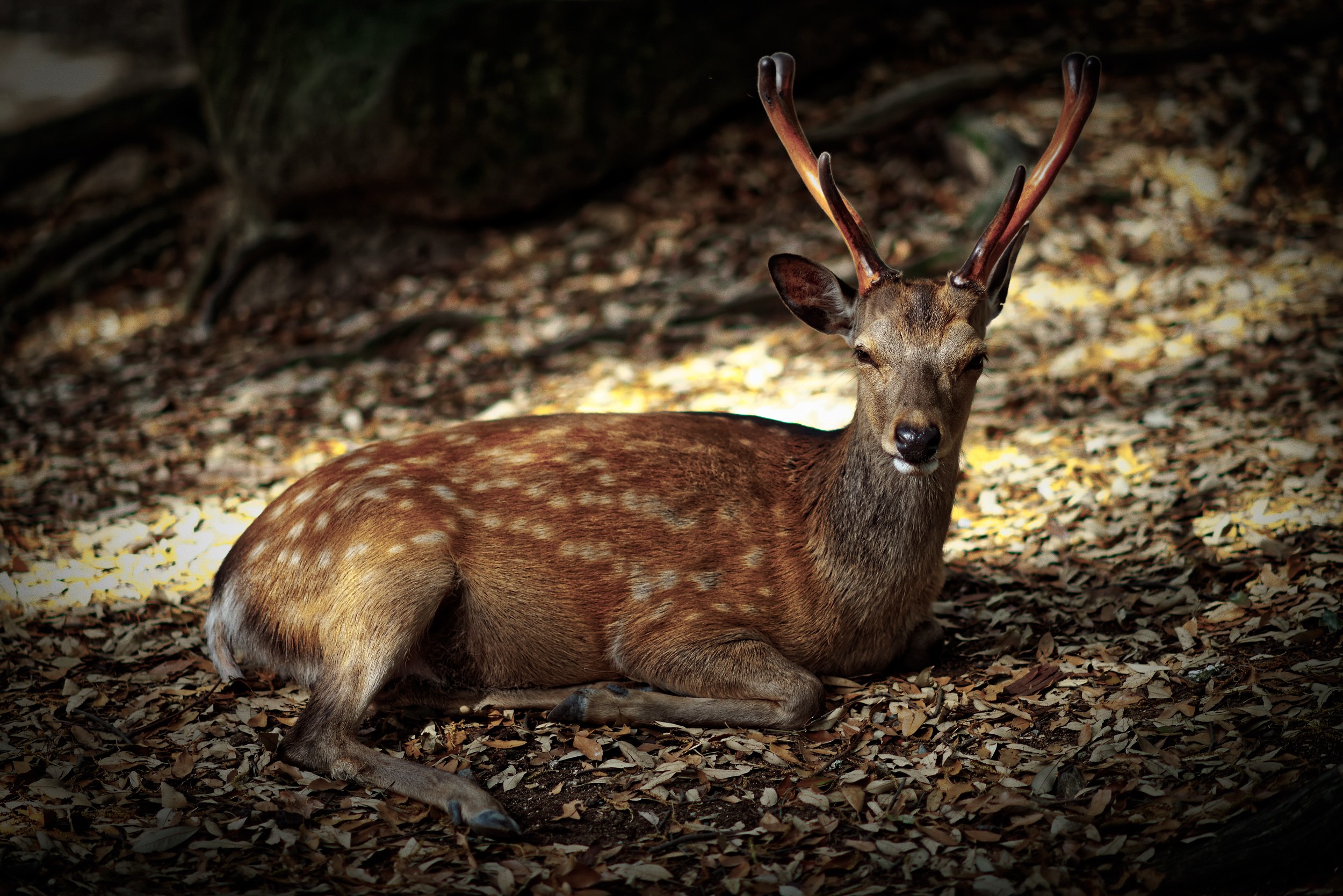 Animals%20 %20Deer%20on%20Leafy%20Ground%20%282014%29