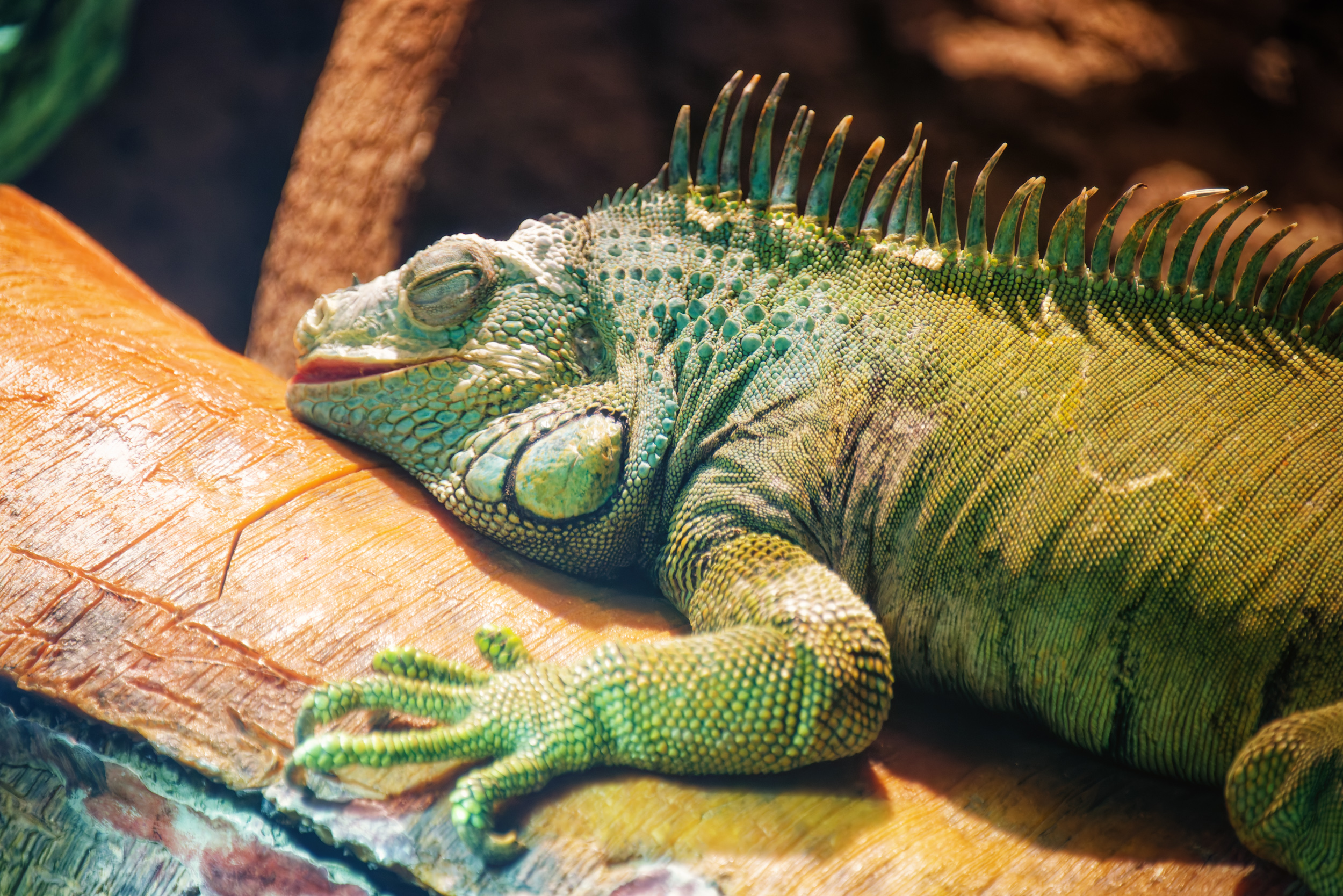 Animals%20 %20Iguana%20Resting%20on%20Wood%20%282014%29
